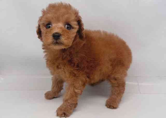 鳥取県のトイプードル(トイ) (ひごペットフレンドリーイオンモール鳥取北店/2025年12月26日生まれ/女の子/レッド)の子犬の3枚目の画像