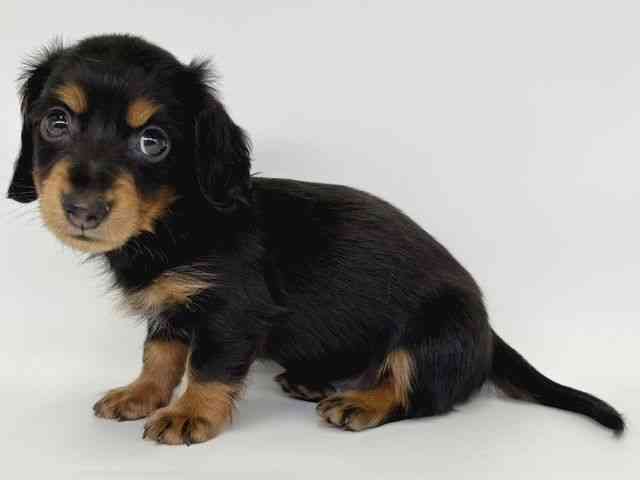 大阪府のカニンヘンダックスフンド(ロング) (ひごペットフレンドリー瓜破店/2025年12月28日生まれ/男の子/ブラックタン)の子犬の3枚目の画像