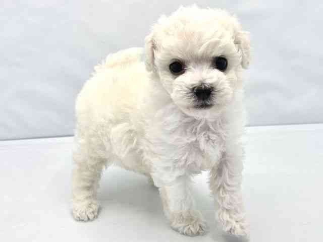 大阪府のビションフリーゼ (ひごペットフレンドリーイトーヨーカドー津久野店/2025年12月27日生まれ/男の子/ホワイト)の子犬の3枚目の画像