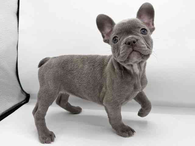 大阪府のフレンチブルドッグ (ひごペットフレンドリーららぽーとEXPOCITY店/2025年12月27日生まれ/女の子/ブルー)の子犬の3枚目の画像