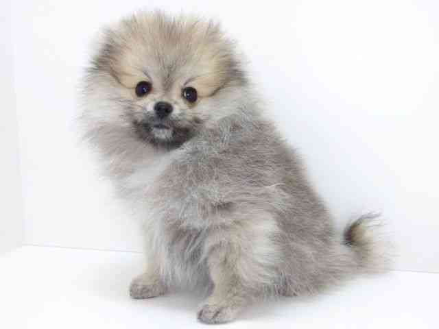 大阪府のポメラニアン (ひごペットフレンドリーいこらもーる泉佐野店/2025年12月29日生まれ/女の子/ウルフセーブル)の子犬の3枚目の画像