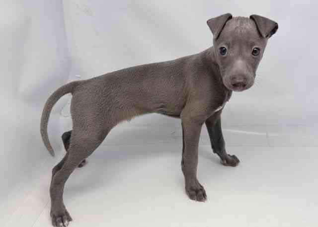 鳥取県のイタリアングレーハウンド (ひごペットフレンドリーイオンモール鳥取北店/2025年12月28日生まれ/男の子/ブルー)の子犬の3枚目の画像