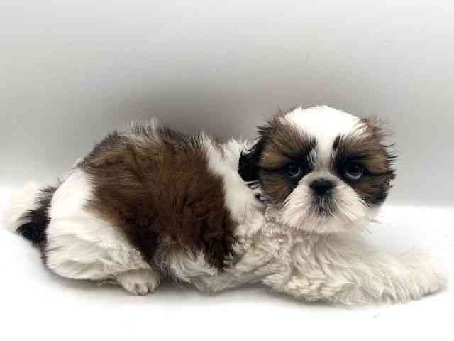 京都府のシーズー (ひごペットフレンドリーイオンモール高の原店/2025年12月29日生まれ/男の子/ホワイトゴールド)の子犬の3枚目の画像