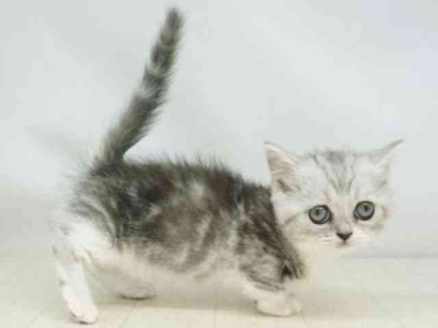 福岡県のマンチカン (ひごペットフレンドリーゆめタウン筑紫野店/2025年12月25日生まれ/女の子/シルバータビーホワイト)の子猫の3枚目の画像