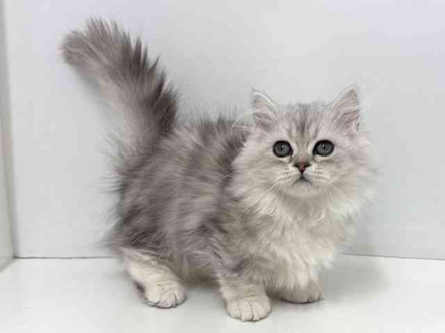 大阪府のマンチカン (ひごペットフレンドリーベルファⅡ都島店/2025年12月25日生まれ/女の子/シルバータビーホワイト)の子猫の3枚目の画像