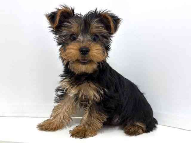 大阪府のヨークシャーテリア (ひごペットフレンドリーベルファⅡ都島店/2025年12月29日生まれ/男の子/スチールブルータン)の子犬の3枚目の画像