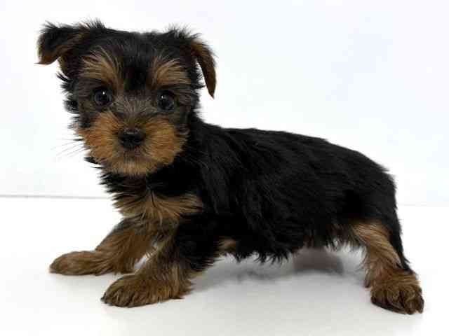 大阪府のヨークシャーテリア (ひごペットフレンドリーベルファⅡ都島店/2025年12月29日生まれ/男の子/スチールブルータン)の子犬の3枚目の画像