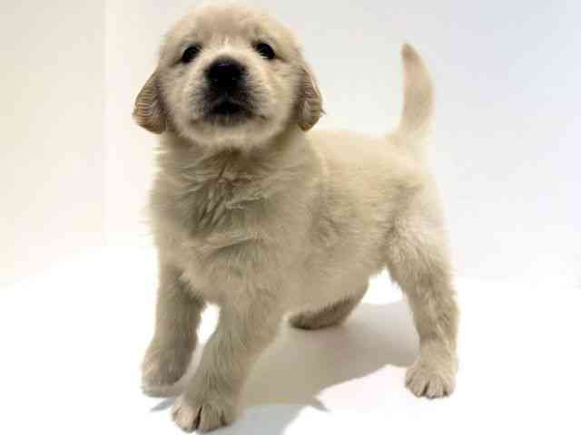 大阪府のゴールデンレトリバー (ひごペットフレンドリーイオン高槻店/2025年12月27日生まれ/女の子/ゴールデン)の子犬の3枚目の画像