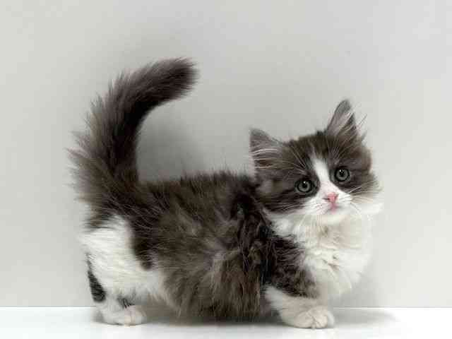 愛知県のミヌエット (ひごペットフレンドリーららぽーと名古屋みなとアクルス店/2025年12月30日生まれ/男の子/シルバータビーホワイト)の子猫の3枚目の画像