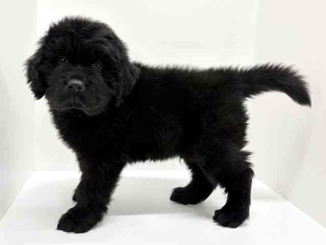 大阪府のニューファンドランド (ひごペットフレンドリーくずはモール店/2025年12月25日生まれ/男の子/ブラック)の子犬の3枚目の画像