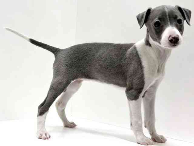 愛知県のイタリアングレーハウンド (ひごペットフレンドリーららぽーと名古屋みなとアクルス店/2025年12月28日生まれ/女の子/ブルーホワイト)の子犬の3枚目の画像