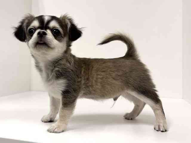 愛知県のチワワ(ロング) (ひごペットフレンドリーイトーヨーカドー知多店/2025年12月29日生まれ/男の子/ウルフホワイト)の子犬の3枚目の画像