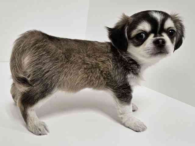 愛知県のチワワ(ロング) (ひごペットフレンドリーイトーヨーカドー知多店/2025年12月29日生まれ/男の子/ウルフホワイト)の子犬の3枚目の画像