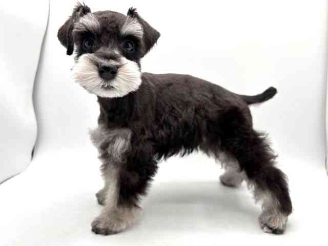 奈良県のミニチュアシュナウザー (ひごペットフレンドリー田原本店/2025年12月29日生まれ/男の子/ブラックシルバー)の子犬の3枚目の画像