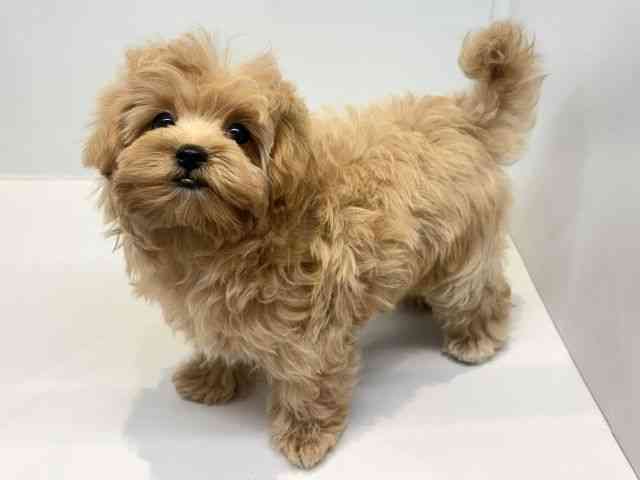 大阪府のマルプー(マルチーズ×プードル) (ひごペットフレンドリーセブンパーク天美店/2025年12月30日生まれ/女の子/クリーム)の子犬の3枚目の画像