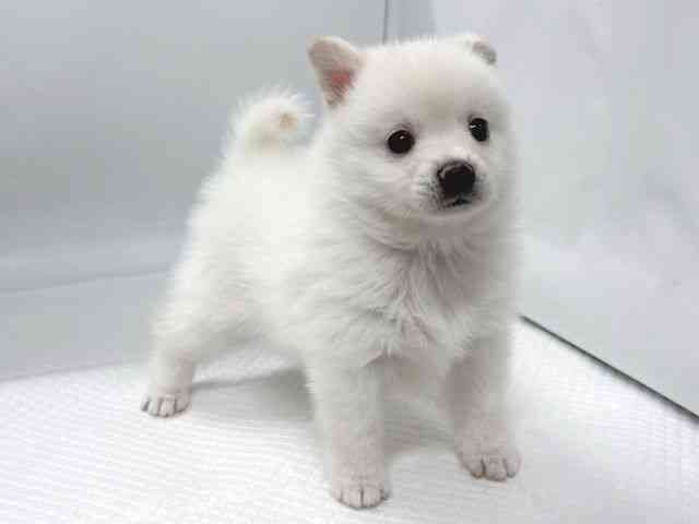 京都府のポメ柴/豆ポメ/ポメ豆柴(ポメラニアン×柴犬) (ひごペットフレンドリー京都店/2025年12月22日生まれ/男の子/白)の子犬の3枚目の画像