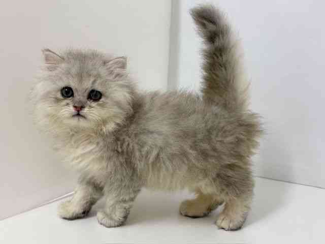大阪府のペルシャ (ひごペットフレンドリーベルファⅡ都島店/2025年12月28日生まれ/男の子/チンチラシルバー)の子猫の3枚目の画像