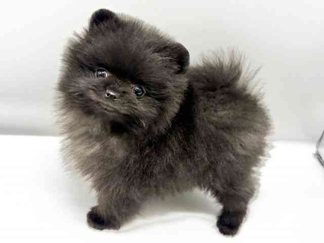 大阪府のポメラニアン (ひごペットフレンドリーイオンタウン豊中庄内店/2025年12月27日生まれ/男の子/ブラック)の子犬の3枚目の画像