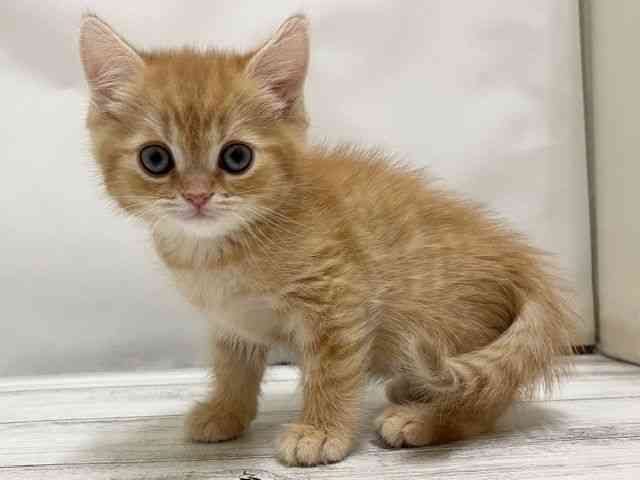 和歌山県のミヌエット (ひごペットフレンドリーパームシティ和歌山店/2025年12月31日生まれ/男の子/レッドタビー)の子猫の3枚目の画像