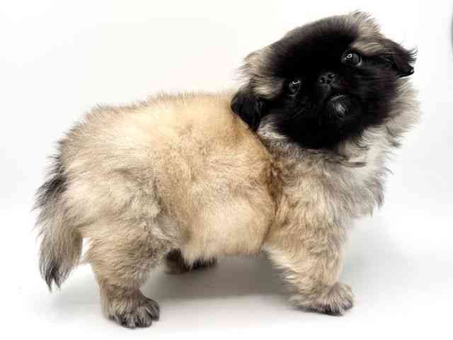 大阪府のペキニーズ (ひごペットフレンドリーみのおキューズモール店/2025年12月27日生まれ/男の子/フォーン)の子犬の3枚目の画像