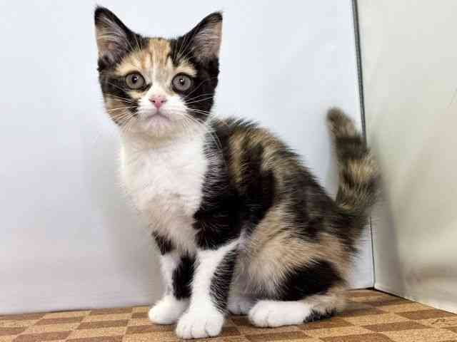 愛媛県のスコティッシュフォールド (ひごペットフレンドリーエミフルMASAKI店/2025年12月30日生まれ/女の子/キャリコ)の子猫の3枚目の画像
