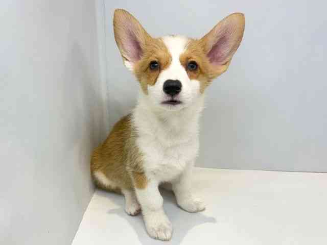 大阪府のウェルシュコーギーペンブローク (ひごペットフレンドリーセブンパーク天美店/2025年12月29日生まれ/女の子/レッドホワイト)の子犬の3枚目の画像