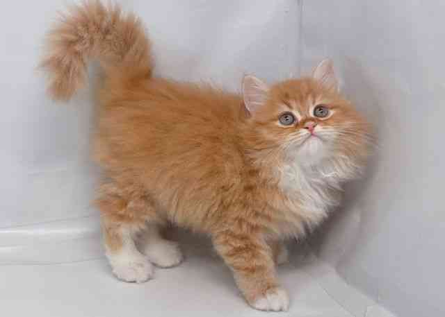 鳥取県のラガマフィン (ひごペットフレンドリーイオンモール鳥取北店/2025年12月27日生まれ/男の子/レッドタビーホワイト)の子猫の3枚目の画像