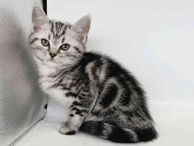 大阪府のアメリカンショートヘアー (ひごペットフレンドリー瓜破店/2025年12月28日生まれ/男の子/シルバータビー)の子猫の3枚目の画像