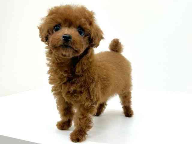 兵庫県のトイプードル(トイ) (ひごペットフレンドリーブルメールHAT神戸店/2025年12月31日生まれ/男の子/レッドフォーン)の子犬の3枚目の画像