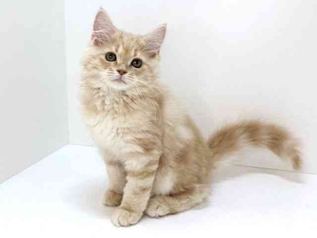 大阪府のミヌエット (ひごペットフレンドリーいこらもーる泉佐野店/2025年12月3日生まれ/男の子/クリームタビー)の子猫の3枚目の画像