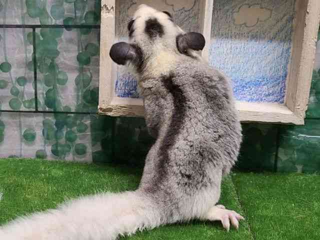 フクロモモンガ[【カラー】モザイク] | ひごペットフレンドリー