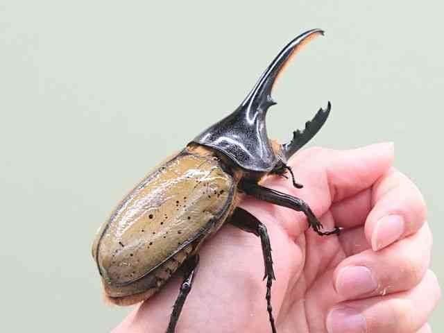 外国産[ヘラクレス・エクアトリアヌス 3齢幼虫 F2ペア] | ひごペット