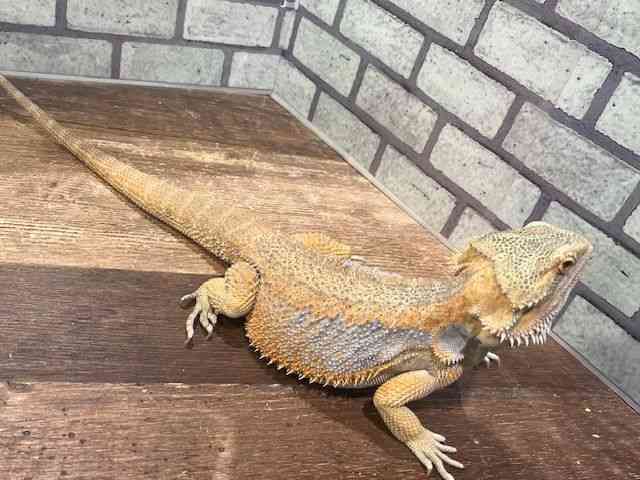 フトアゴヒゲトカゲ[ファンシー] | ひごペットフレンドリー 【 公式