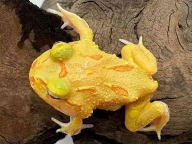 クランウェルツノガエル[クランウェルツノガエル(ライムグリーン