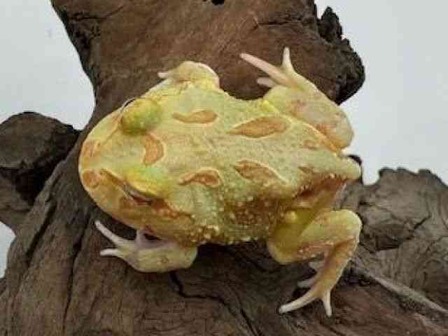 クランウェルツノガエル[クランウェルツノガエル(ライムグリーン