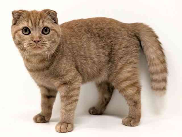 福岡県のスコティッシュフォールド (ひごペットフレンドリーリバーウォーク北九州店/2025年11月5日生まれ/女の子/レッドタビー)の子猫の3枚目の画像