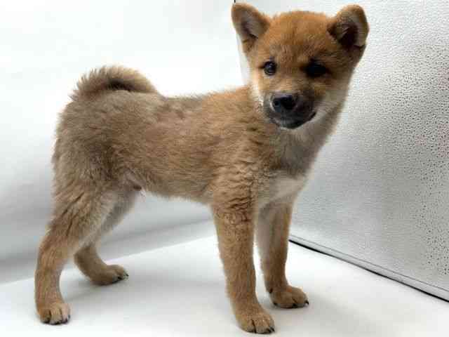 徳島県の柴犬(標準サイズ) (ひごペットフレンドリーゆめタウン徳島店/2025年11月8日生まれ/男の子/赤)の子犬の3枚目の画像