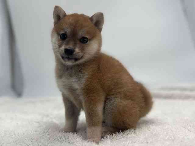 島根県の柴犬(標準サイズ) (ひごペットフレンドリーイオンモール出雲店/2026年1月3日生まれ/女の子/赤)の子犬の3枚目の画像