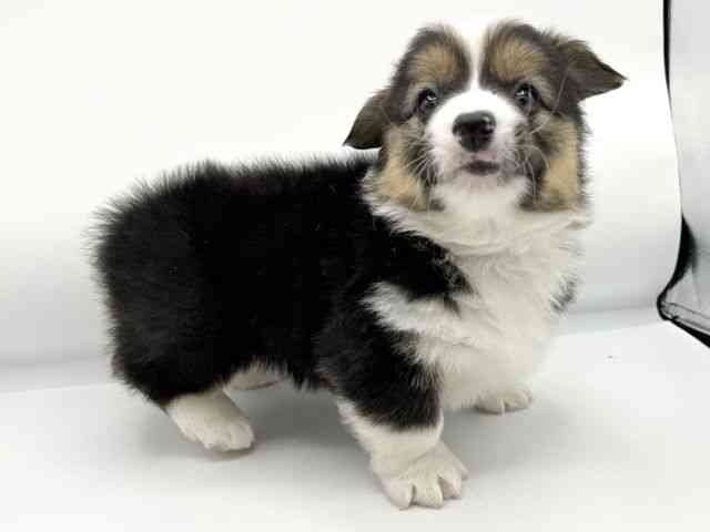 大阪府のウェルシュコーギーペンブローク (ひごペットフレンドリーららぽーとEXPOCITY店/2026年1月4日生まれ/男の子/ブラックタンホワイト)の子犬の3枚目の画像