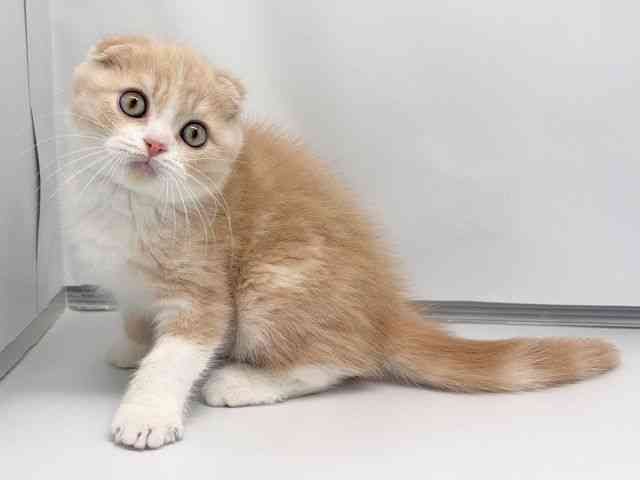 京都府のスコティッシュフォールド (ひごペットフレンドリー洛北阪急スクエア店/2026年1月2日生まれ/男の子/クリームタビーホワイト)の子猫の3枚目の画像