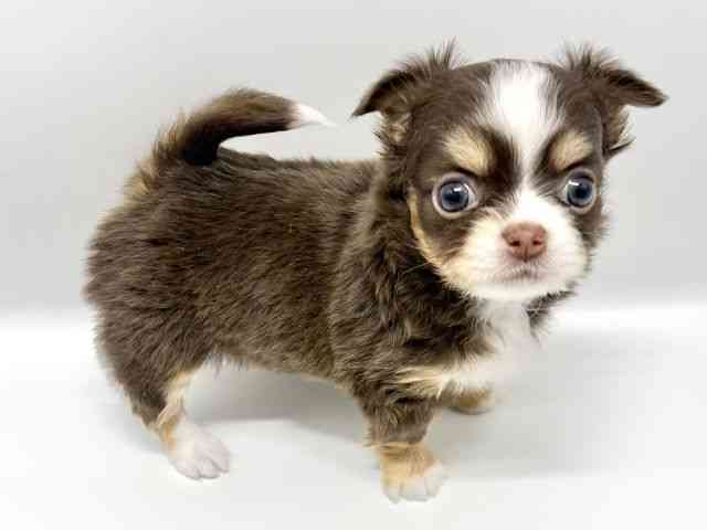 大阪府のチワワ(ロング) (ひごペットフレンドリーイオンタウン豊中庄内店/2026年1月3日生まれ/女の子/チョコレートタンホワイト)の子犬の3枚目の画像