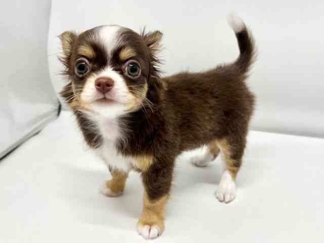 大阪府のチワワ(ロング) (ひごペットフレンドリーイオンタウン豊中庄内店/2026年1月3日生まれ/女の子/チョコレートタンホワイト)の子犬の3枚目の画像