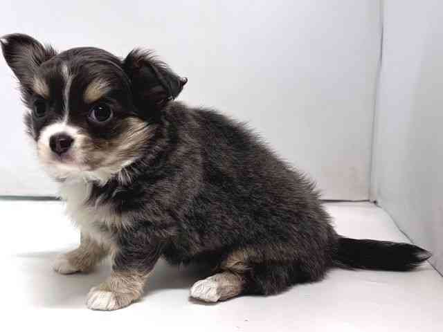 奈良県のチワワ(ロング) (ひごペットフレンドリー奈良パワーシティ店/2026年1月2日生まれ/女の子/ブルータンホワイト)の子犬の3枚目の画像