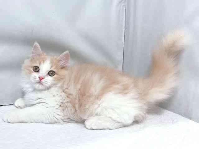 大阪府のサイベリアン (ひごペットフレンドリー堺プラットプラット店/2026年1月3日生まれ/男の子/クリームホワイト)の子猫の3枚目の画像