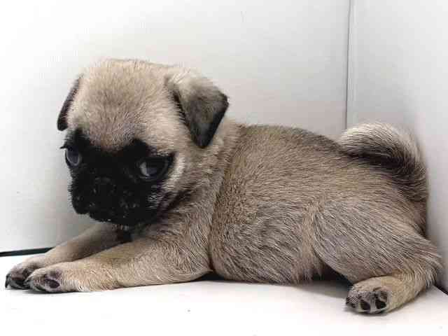 奈良県のパグ (ひごペットフレンドリー奈良パワーシティ店/2026年1月2日生まれ/男の子/フォーン)の子犬の3枚目の画像