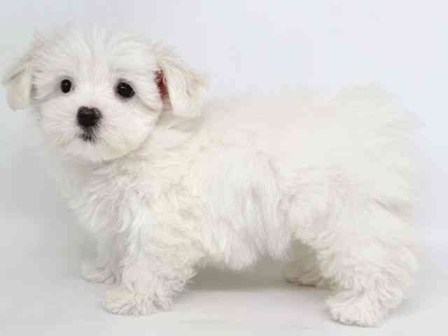 大阪府のマルチーズ (ひごペットフレンドリー瓜破店/2026年1月2日生まれ/女の子/ホワイト)の子犬の3枚目の画像