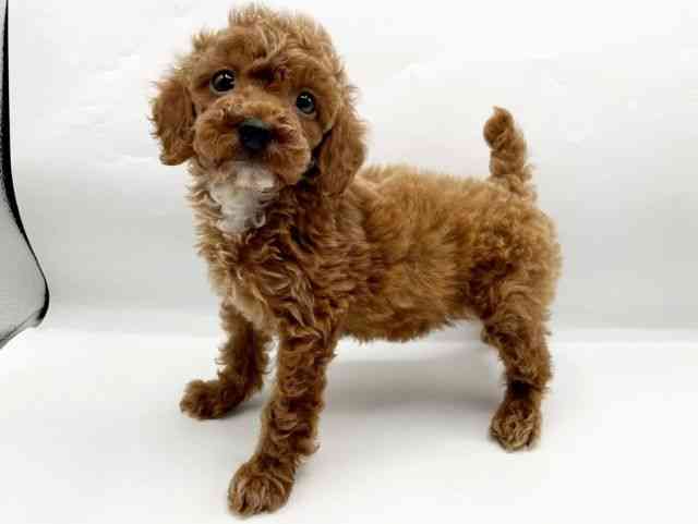 奈良県のトイプードル(トイ) (ひごペットフレンドリートナリエ大和高田店/2026年1月1日生まれ/女の子/レッド)の子犬の3枚目の画像