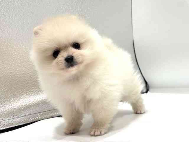 愛知県のポメラニアン (ひごペットフレンドリーヴィアモール アピタ江南西店/2026年1月1日生まれ/男の子/ホワイトクリーム)の子犬の3枚目の画像