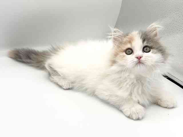 京都府のサイベリアン (ひごペットフレンドリーイオンモール高の原店/2026年1月4日生まれ/女の子/ダイリュートキャリコ)の子猫の3枚目の画像