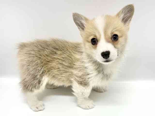 大阪府のウェルシュコーギーペンブローク (ひごペットフレンドリーイオンタウン豊中庄内店/2026年1月3日生まれ/女の子/レッドホワイト)の子犬の3枚目の画像